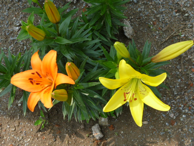 P1010166.JPG